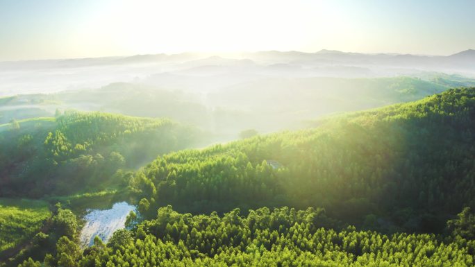 阳光 晨光 清晨 生态环境 普照