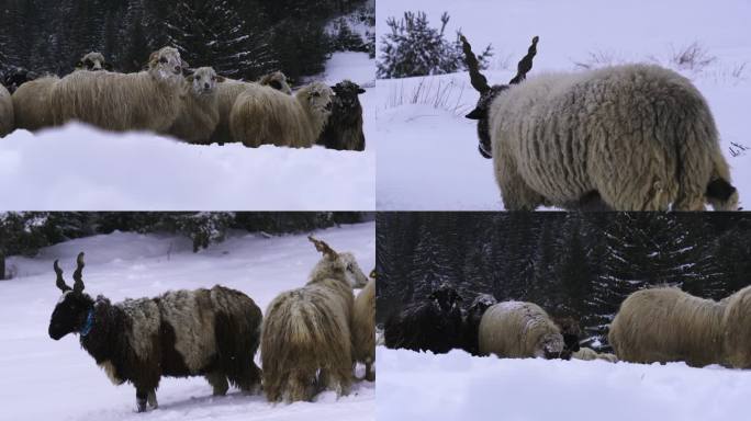 养羊业。一群羊在山上白雪皑皑的牧场上吃草。4个卡夹捆绑。