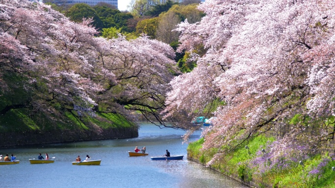 日本东京Chidorigafuchi公园公共公园樱花盛开，慢动作