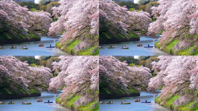 日本东京Chidorigafuchi公园公共公园樱花盛开，慢动作