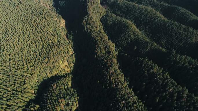 高角度航拍大山林场松林