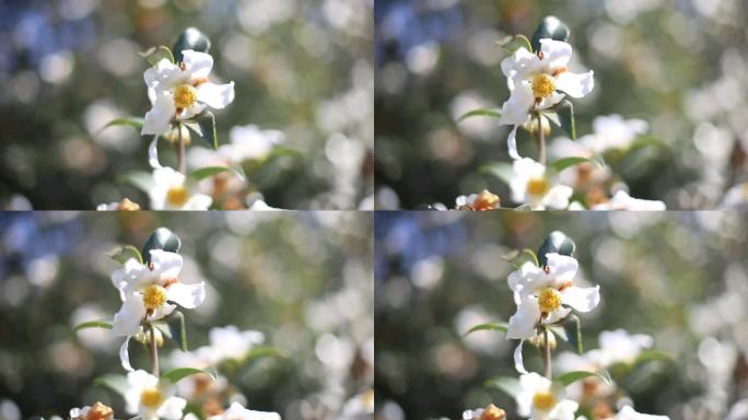 【原创】阳光下随风摇曳的油茶花特写