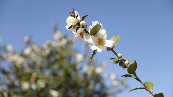 【原创】阳光下随风摇摆的油茶花