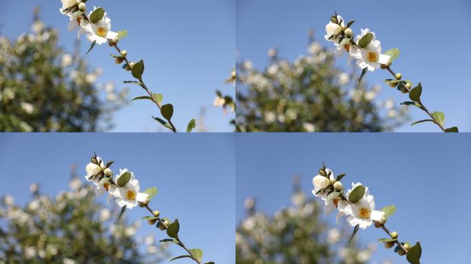 【原创】阳光下随风摇摆的油茶花