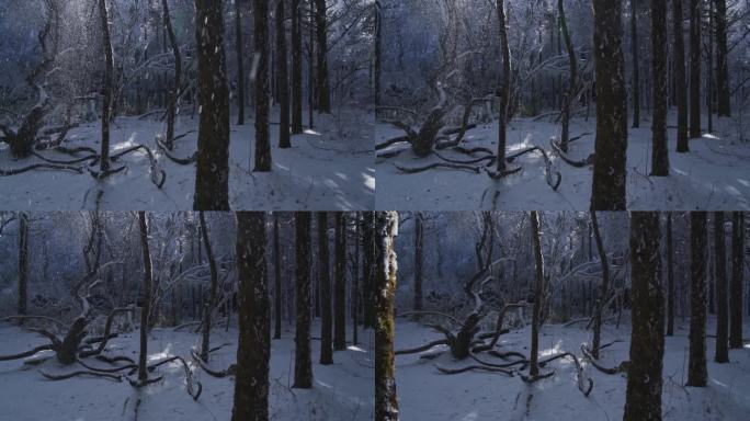 峨眉山雪中的树林