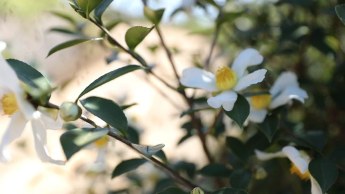 【原创】茶花 油茶花 山茶树 农业宣传片