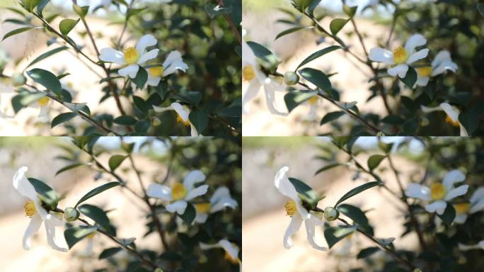 【原创】茶花 油茶花 山茶树 农业宣传片