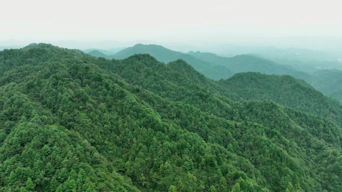 贵阳九龙山 森林 生态 绿色