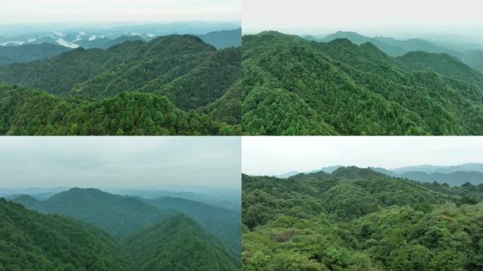 贵阳九龙山 森林 生态 绿色