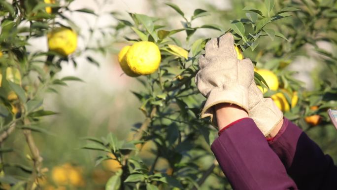 【原创】农场果园采摘柚子手部特写实拍