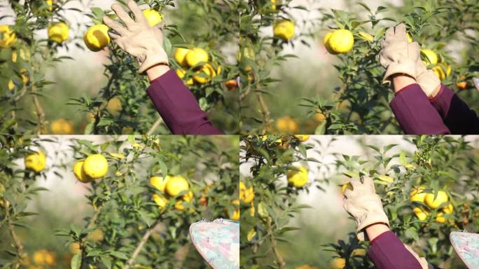【原创】农场果园采摘柚子手部特写实拍