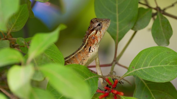 热带蜥蜴，斯里兰卡