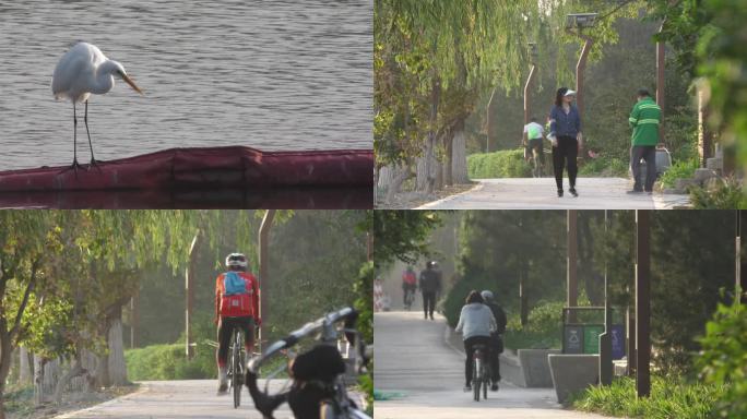 公园跑步晨练绿色家园骑车骑行白鹭游艇运河