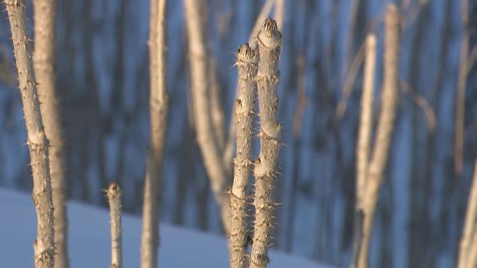 冬季雪地刺嫩芽