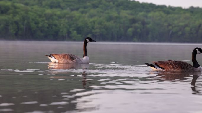 加拿大魁北克省Lac Stukely日落时的大雁游泳