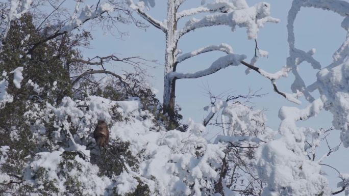 大雪后峨眉山树上的猴子