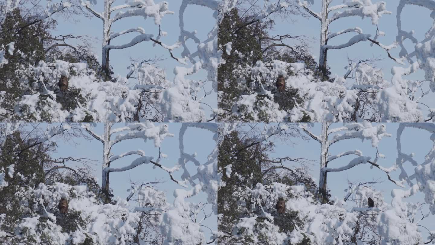 大雪后峨眉山树上的猴子