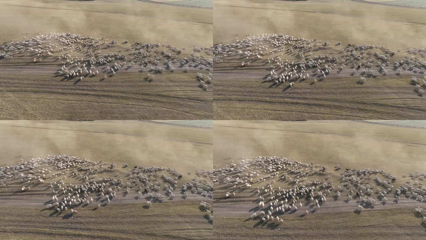航拍呼伦贝尔秋季牧场羊群