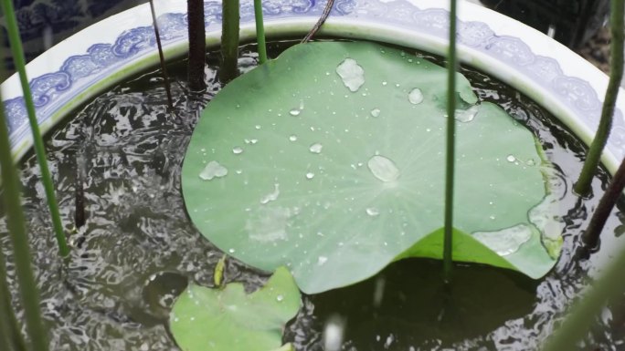 荷塘荷花荷叶花瓣雨后盛开唯美升格美