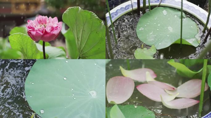 荷塘荷花荷叶花瓣雨后盛开唯美升格美