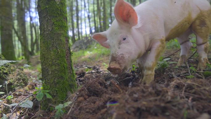 小猪在树林里寻找食物