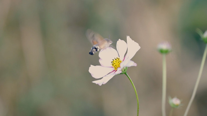 蜜蜂在波斯菊上采蜜