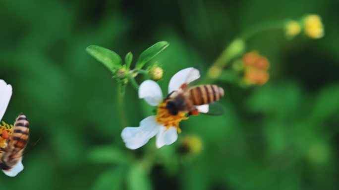 蜜蜂采蜜