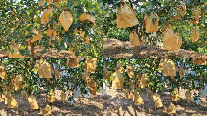 沙田柚果林种植基地套袋