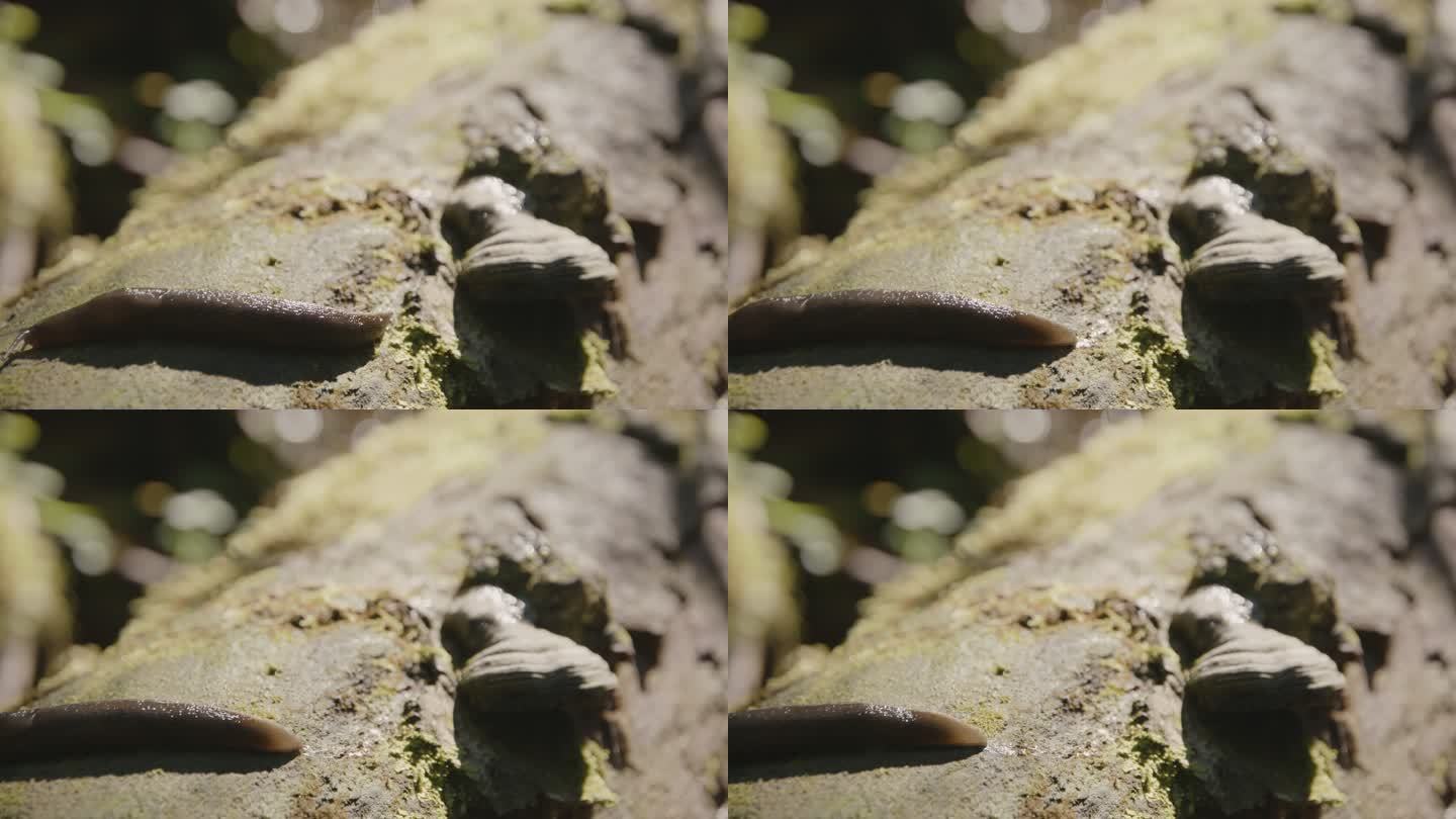 木头上的蜗牛-特写（4K）