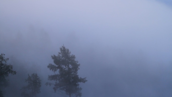 大兴安岭森林晨雾飘荡