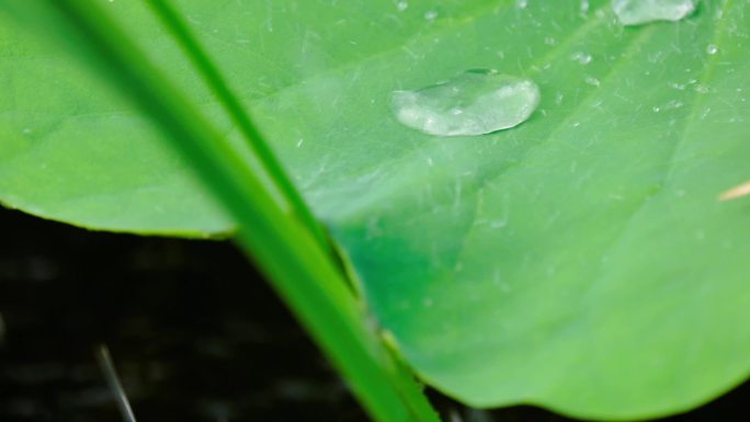 荷叶上的水珠