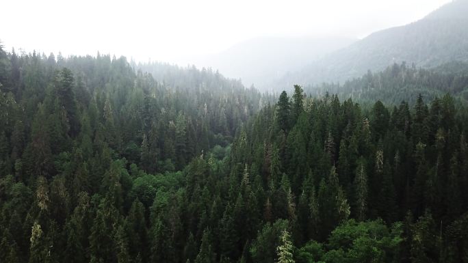 北美的绿色森林大山山林