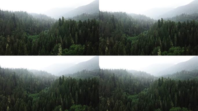 北美的绿色森林大山山林