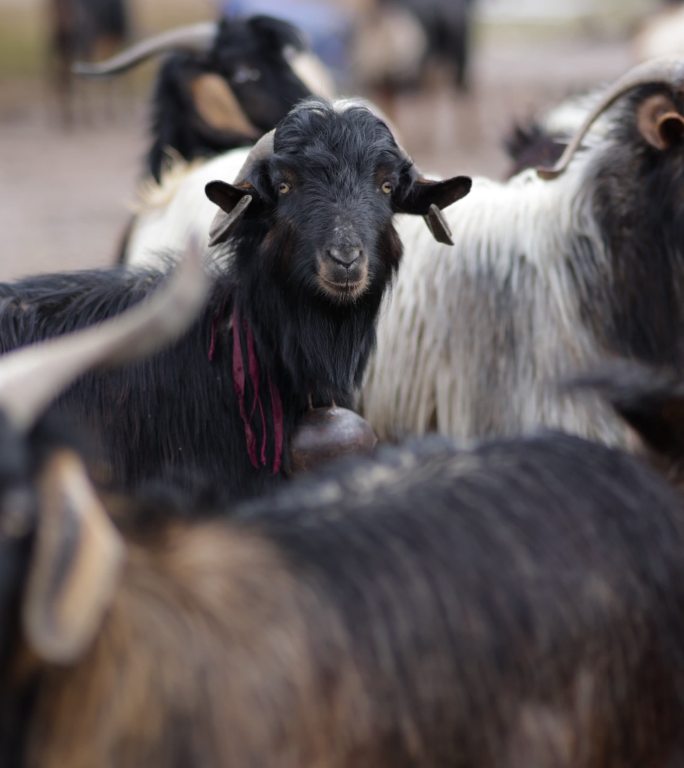 村里的哺乳动物山羊，美丽的山羊吃草，长胡子、长角的家养奶山羊栖息在绿色的牧场草地上，长胡子和角的家畜