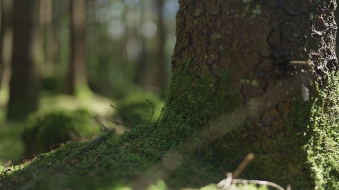 夏季天然松林枯树大树青苔苔藓