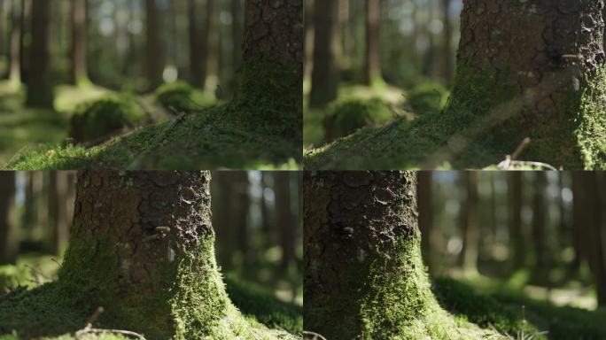 夏季天然松林枯树大树青苔苔藓