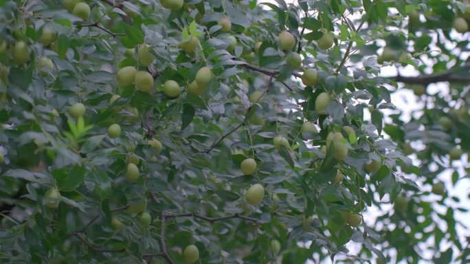 枣子挂满枝头