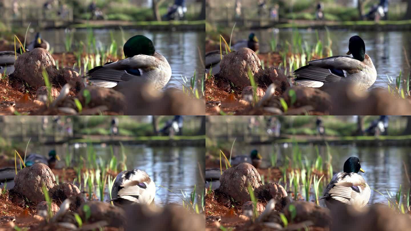 美拉德鸭在河边捕食