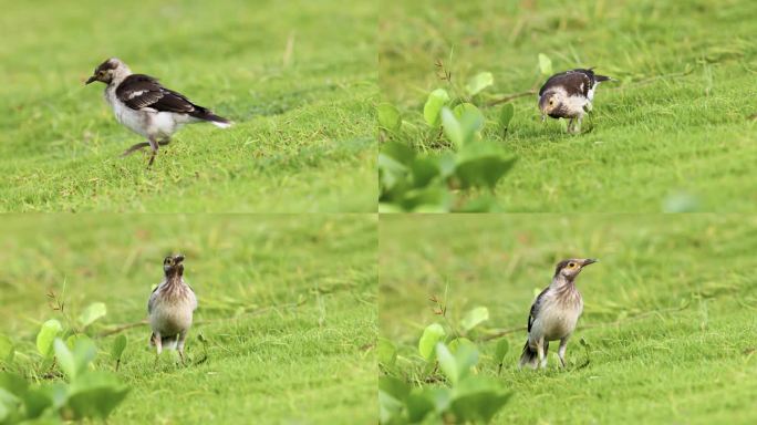 黑领椋鸟鸟妈妈带着小鸟做游戏