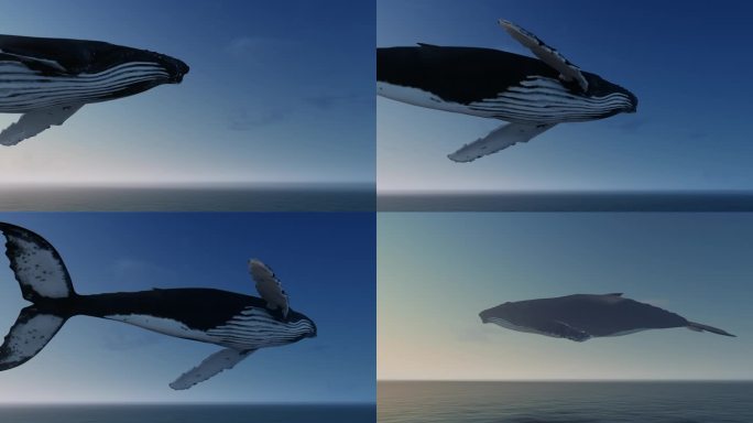 鲸鱼飞过大海多镜头组合素材