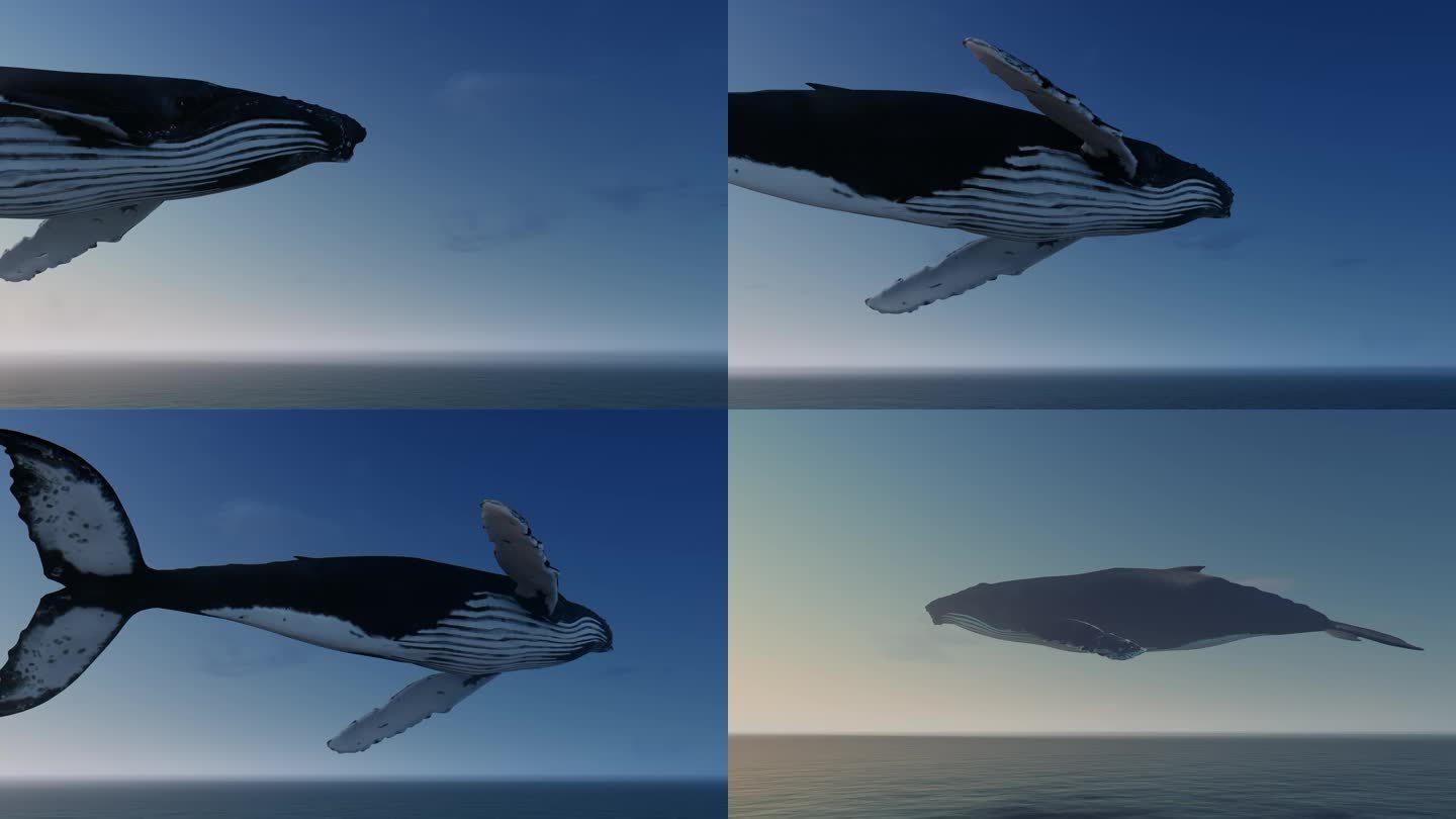 鲸鱼飞过大海多镜头组合素材