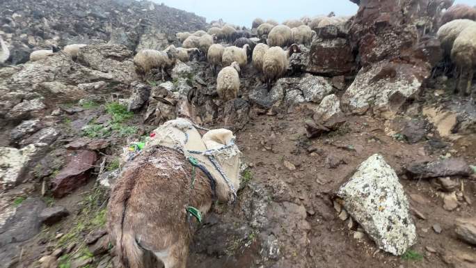 一群羊畜牧业畜牧养殖放羊