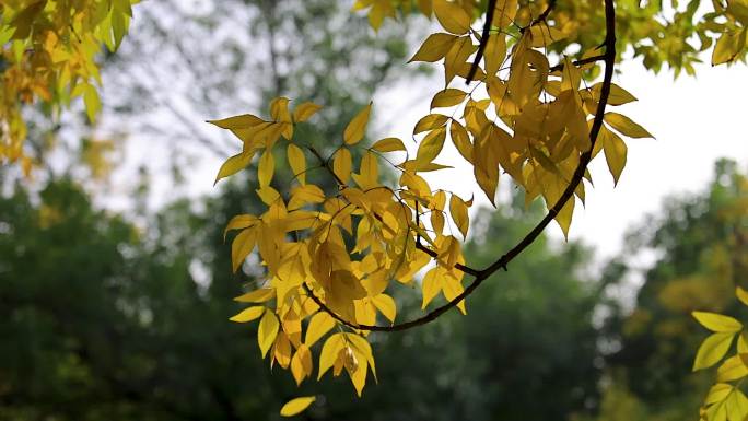 秋天掉落的树叶升格慢动作