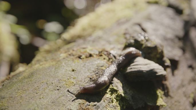 木头上的蜗牛-特写（4K）