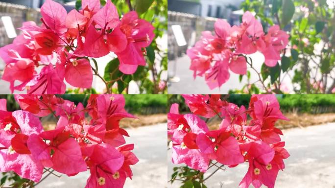 盛开的粉红色勒杜鹃花三角梅花