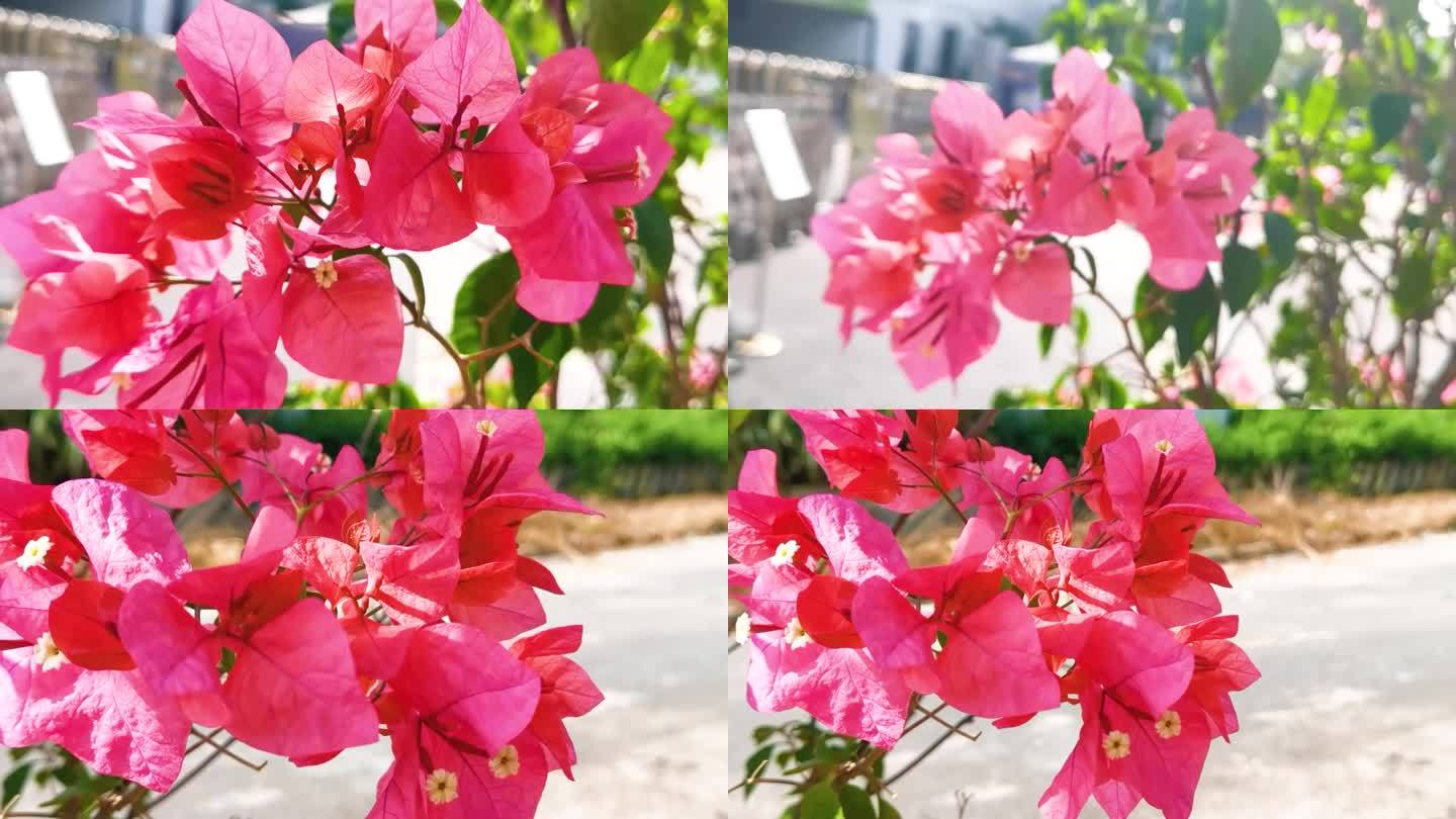 盛开的粉红色勒杜鹃花三角梅花