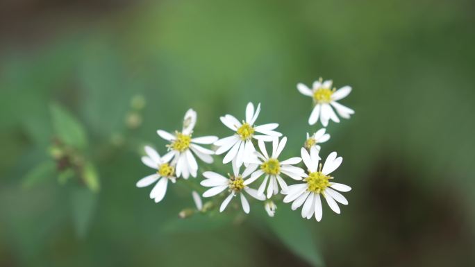 【壁纸】山白菊 三脉紫菀 三脉叶 马兰