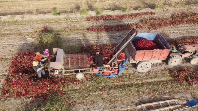 俯拍农民在乡间田里采收辣椒