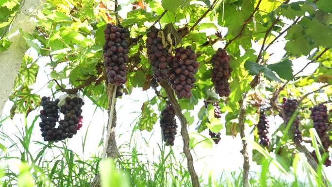 果农葡萄园采摘葡萄