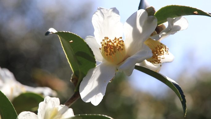 【原创】阳光下的油茶花特写